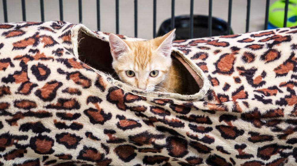 Kattekillinger på internat i Aarhus er dumpet, fundet på landsteder eller er i mange tilfælde overdraget i socialsager, hvor ejeren ikke har kunnet tage vare på sine katte. (Arkivfoto). - Foto: Ida Marie Odgaard/Ritzau Scanpix 