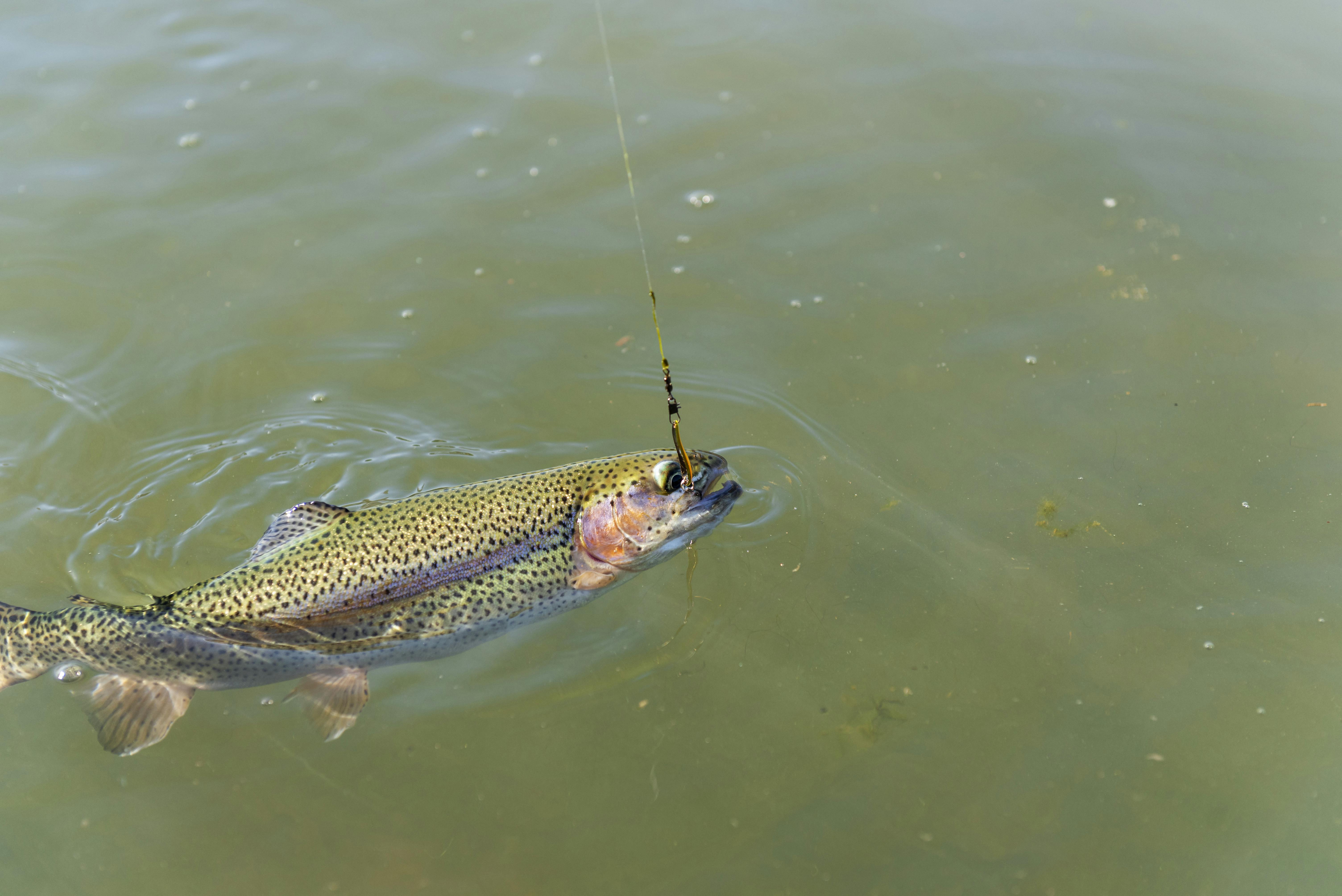 Wild brown trout on the hook under the water.