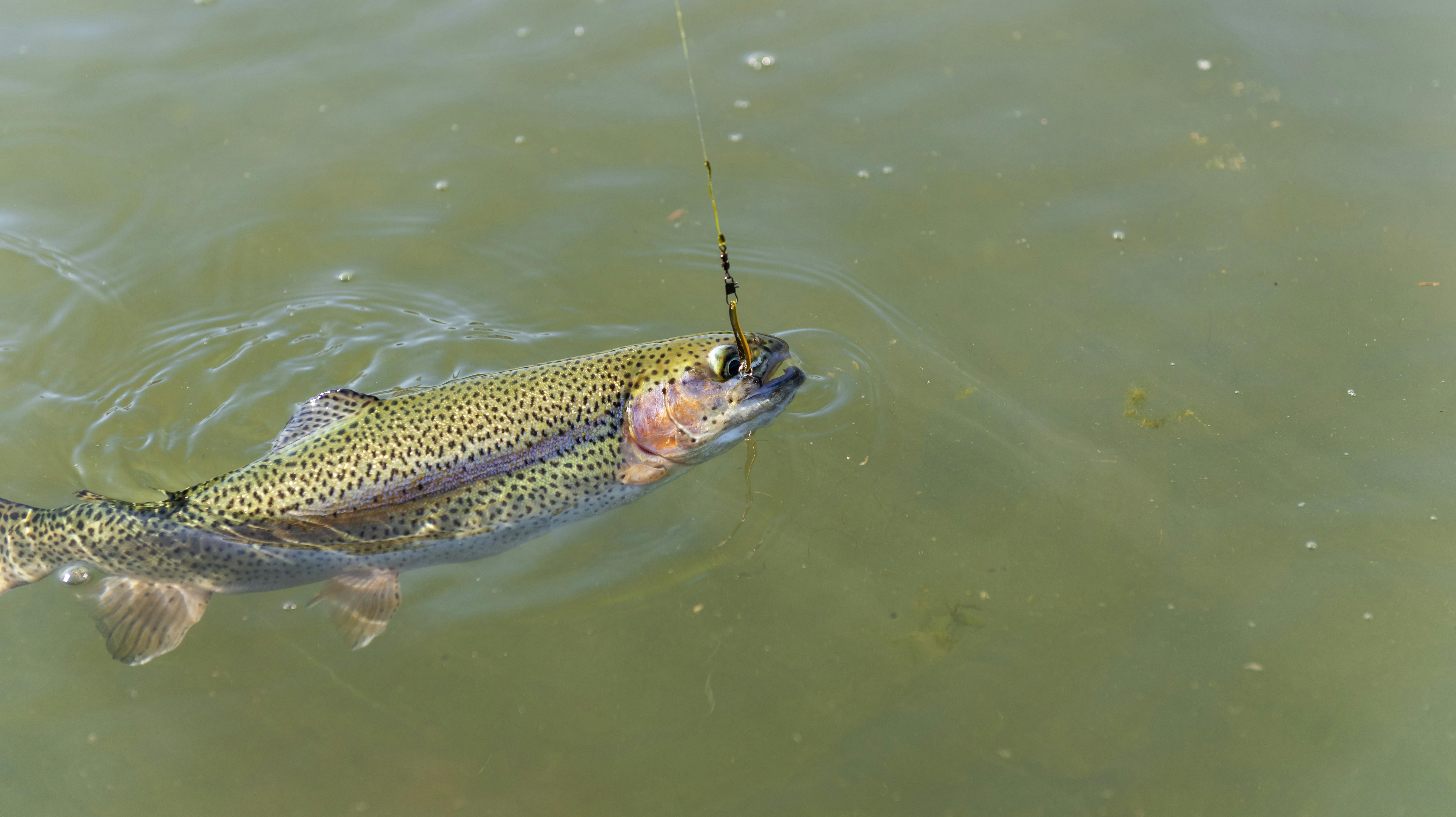 Wild brown trout on the hook under the water.