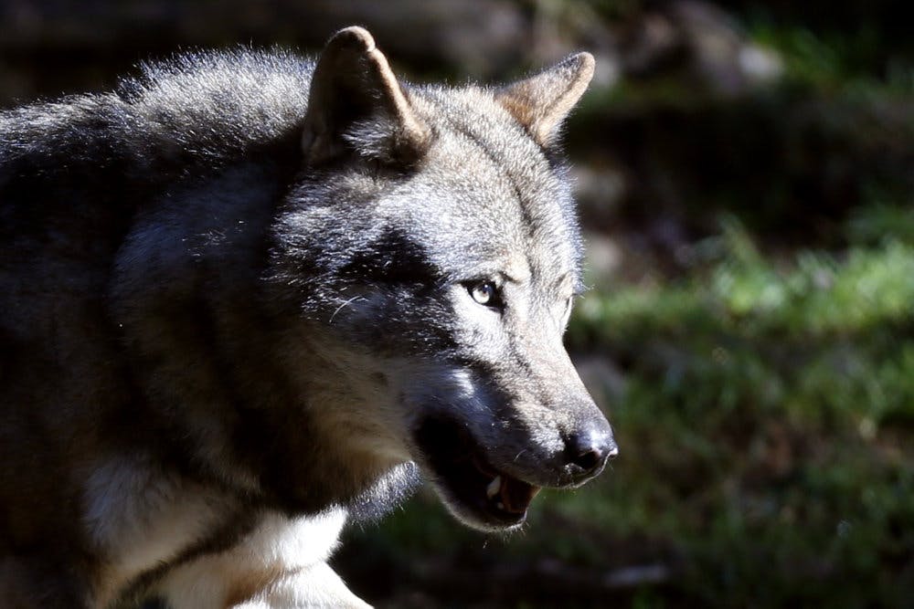 Naturstyrelsens ulvekonsulent har fundet dokumentation for, at der er sket et ulveangreb på en fåreflok i Klosterhede-reviret i Vestjylland. Billedet er ikke af en dansk ulv.