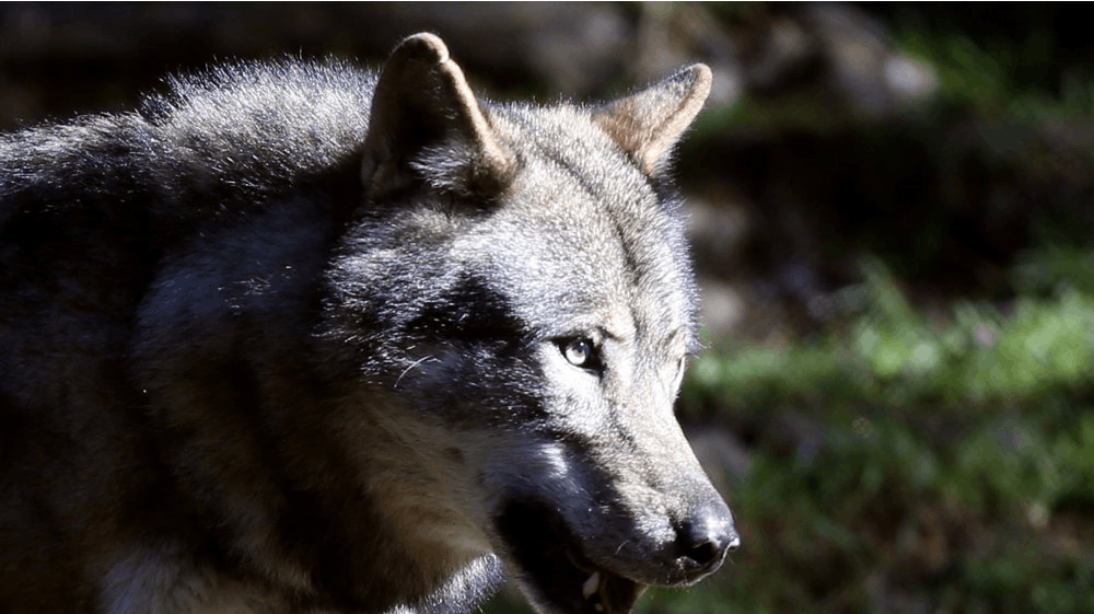 Naturstyrelsens ulvekonsulent har fundet dokumentation for, at der er sket et ulveangreb på en fåreflok i Klosterhede-reviret i Vestjylland. Billedet er ikke af en dansk ulv.