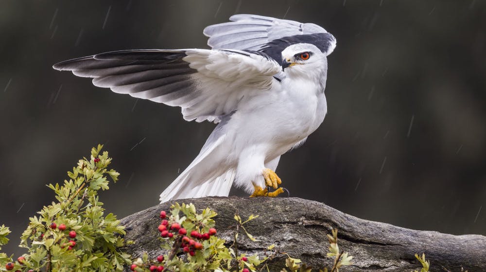 Blå glente er hvid og blågrå og yngler normalt i Sydeuropa og Nordafrika. Men nu har et par taget en usædvanlig afstikker til Vestjylland. (Arkivfoto). 