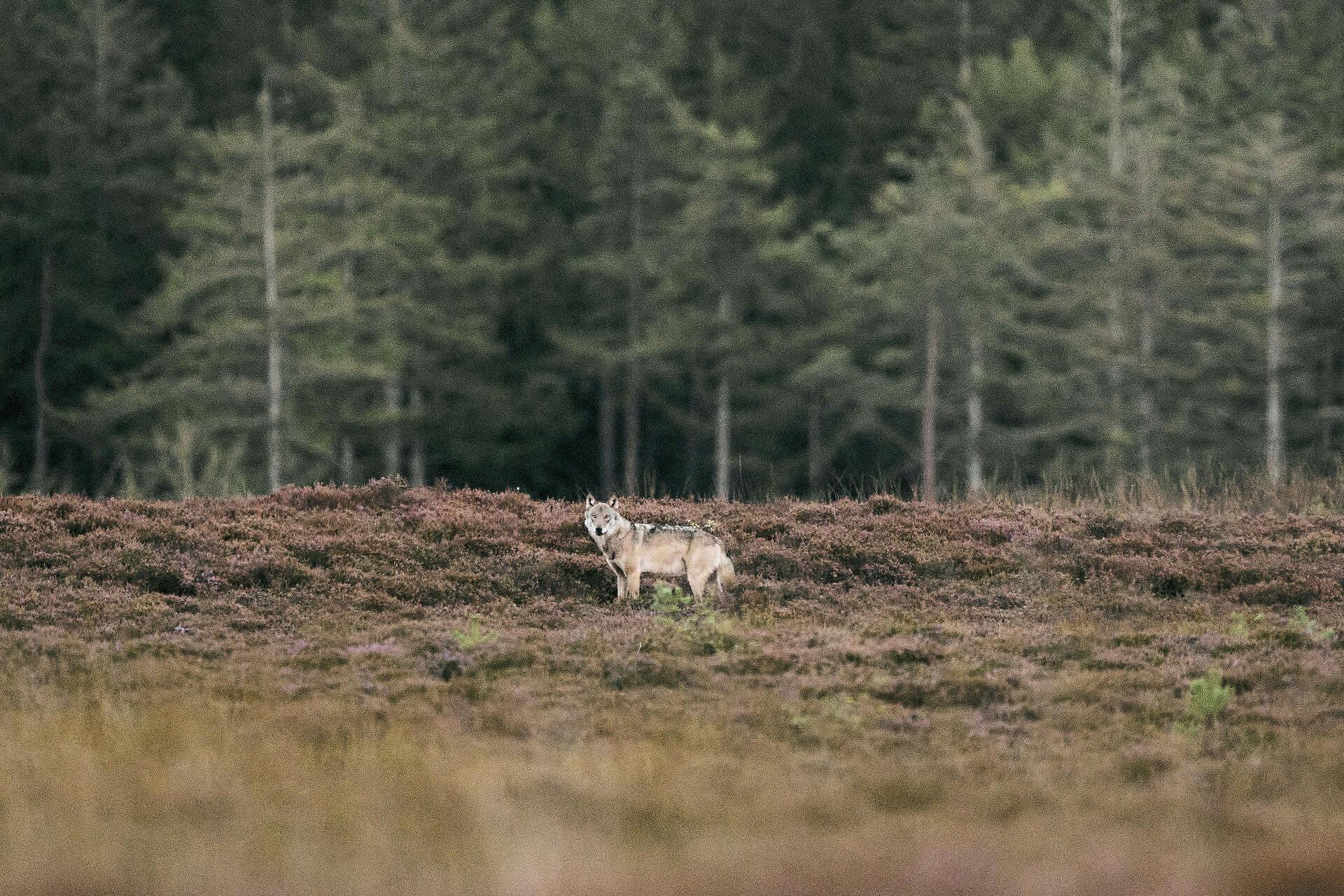 To landmænd i Vestjylland har nu fået tilladelse til at skyde en såkaldt problemulv. 
