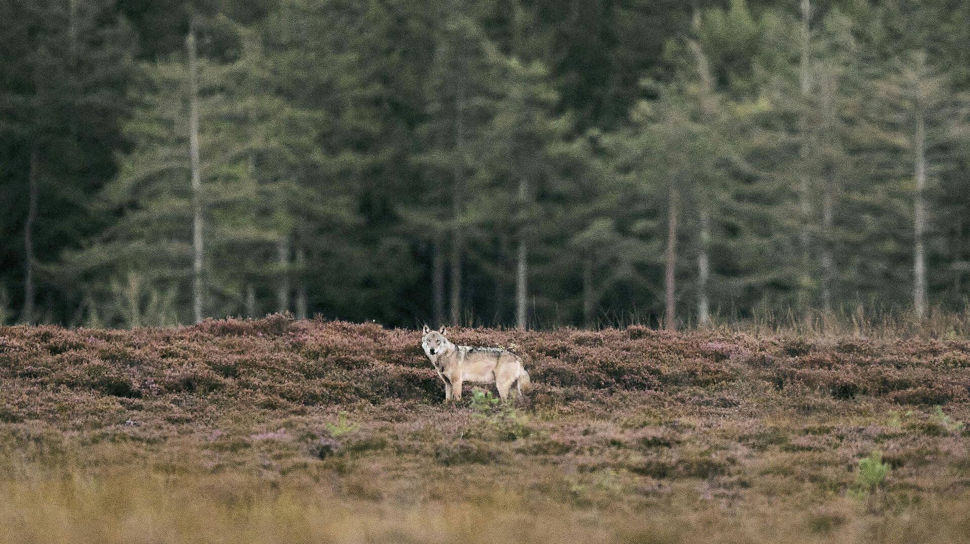To landmænd i Vestjylland har nu fået tilladelse til at skyde en såkaldt problemulv.