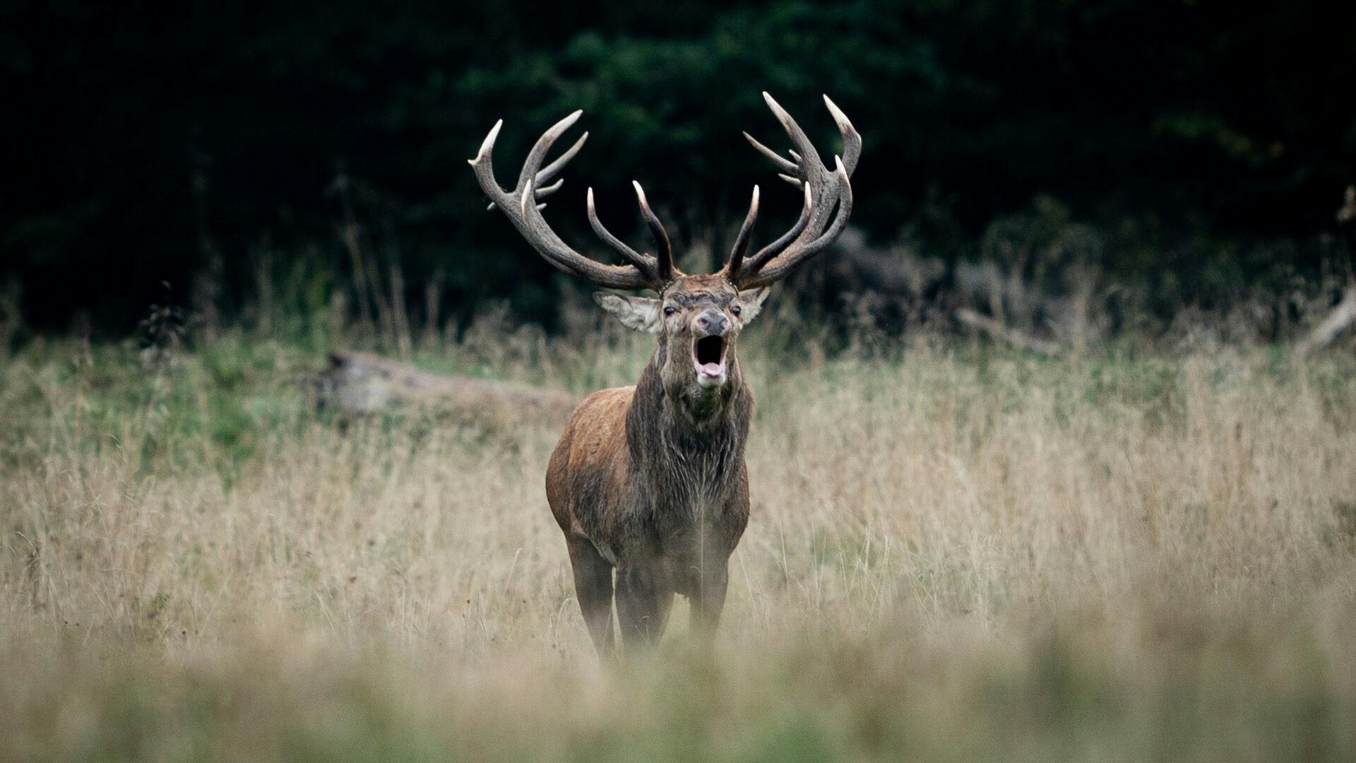 Normalvis lever de i naturen. Men de seneste måneder er kronhjorte blevet spottet inde i centrum af Blåvand, mens de spankulerer rundt mellem borgerne i byen.
