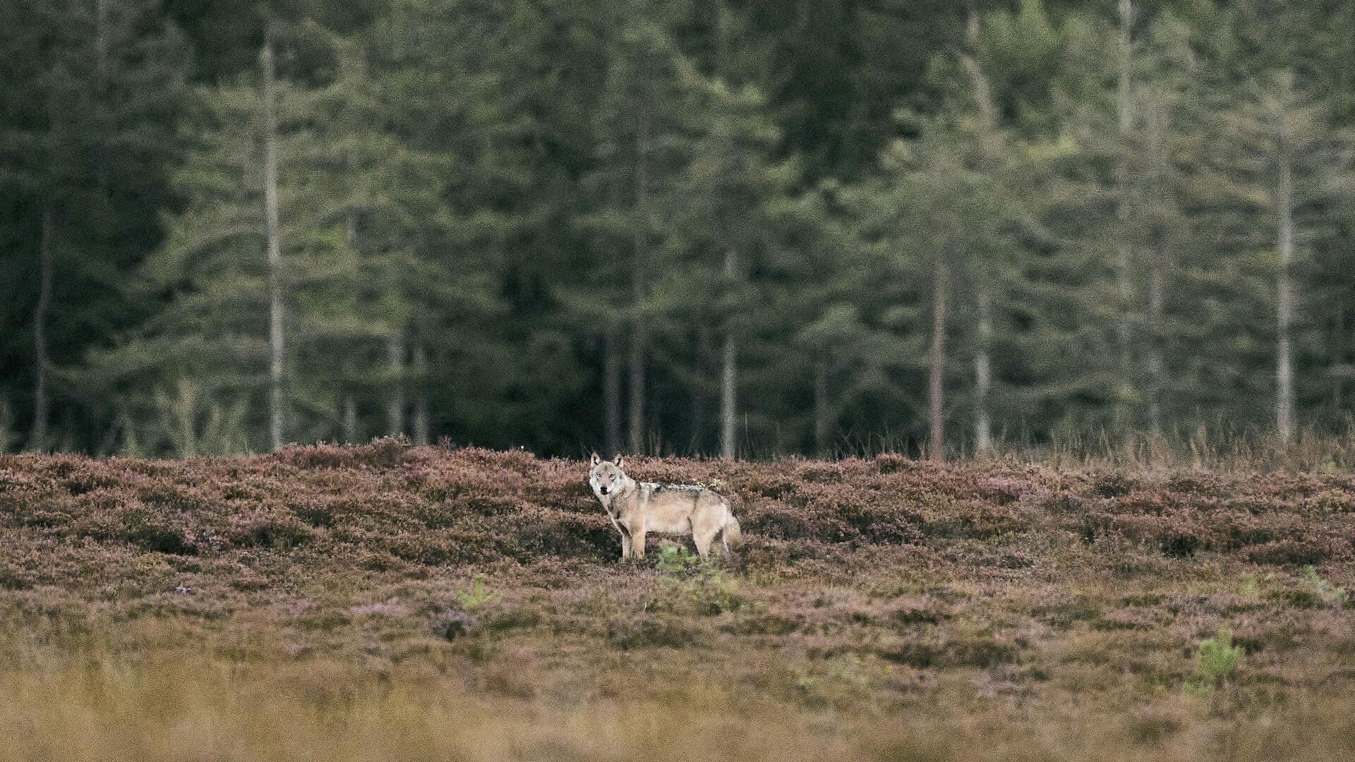 Vild ulv i Vestjylland, mandag den 8. september 2025. Ulven var længe regnet for uddød i Danmark, men vendte for godt 10 år siden tilbage hertil sydfra. Ulve må kun skydes, hvis de regnes som "problemulve".. (Foto: Thomas Traasdahl/Ritzau Scanpix)