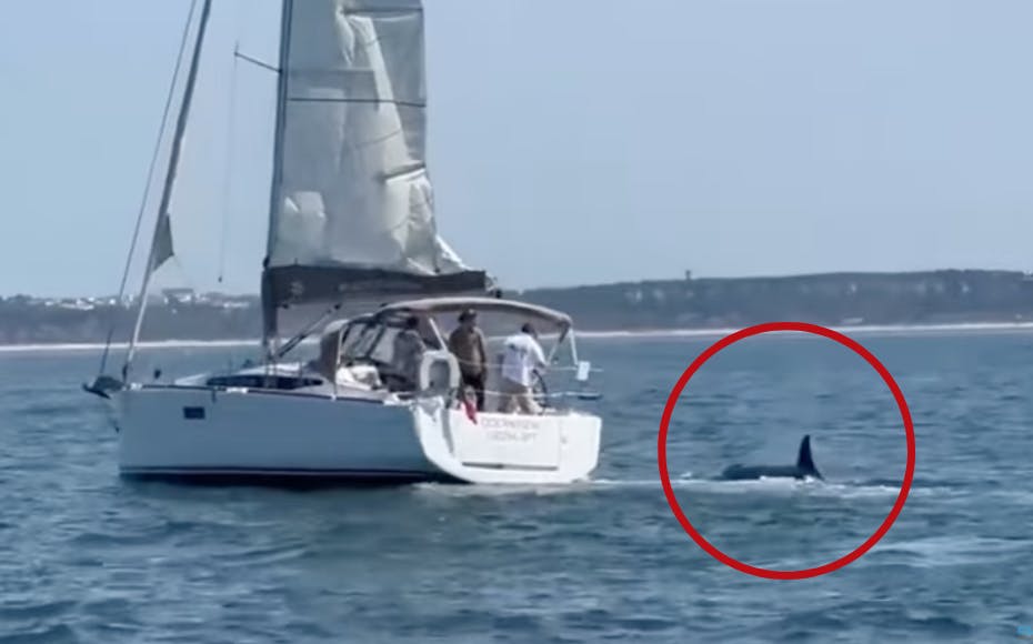 Endnu engang har en flok spækhuggere formået at angribe både ud for Portugals kyst. I et tilfælde endte turistbåden med at synke.