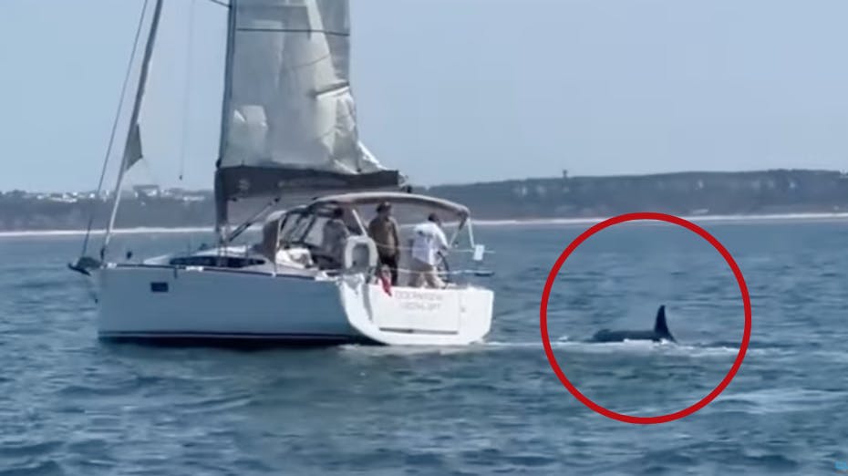 Endnu engang har en flok spækhuggere formået at angribe både ud for Portugals kyst. I et tilfælde endte turistbåden med at synke.