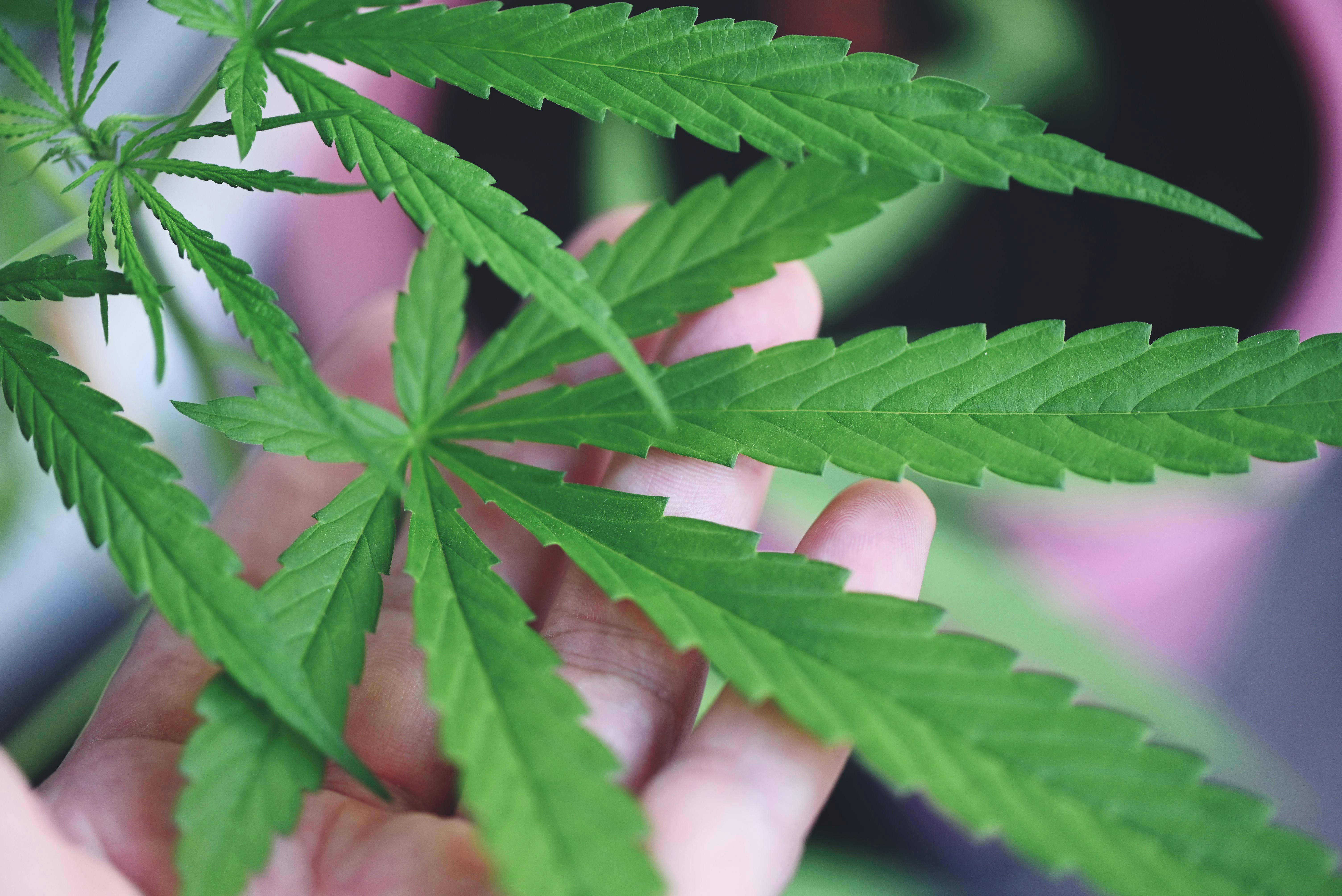 Cannabis leaf in the garden farm, Cannabis plant tree planting on pot with hand, Hemp leaves marijuana seed tree grows for THC CBD herbs food and medical