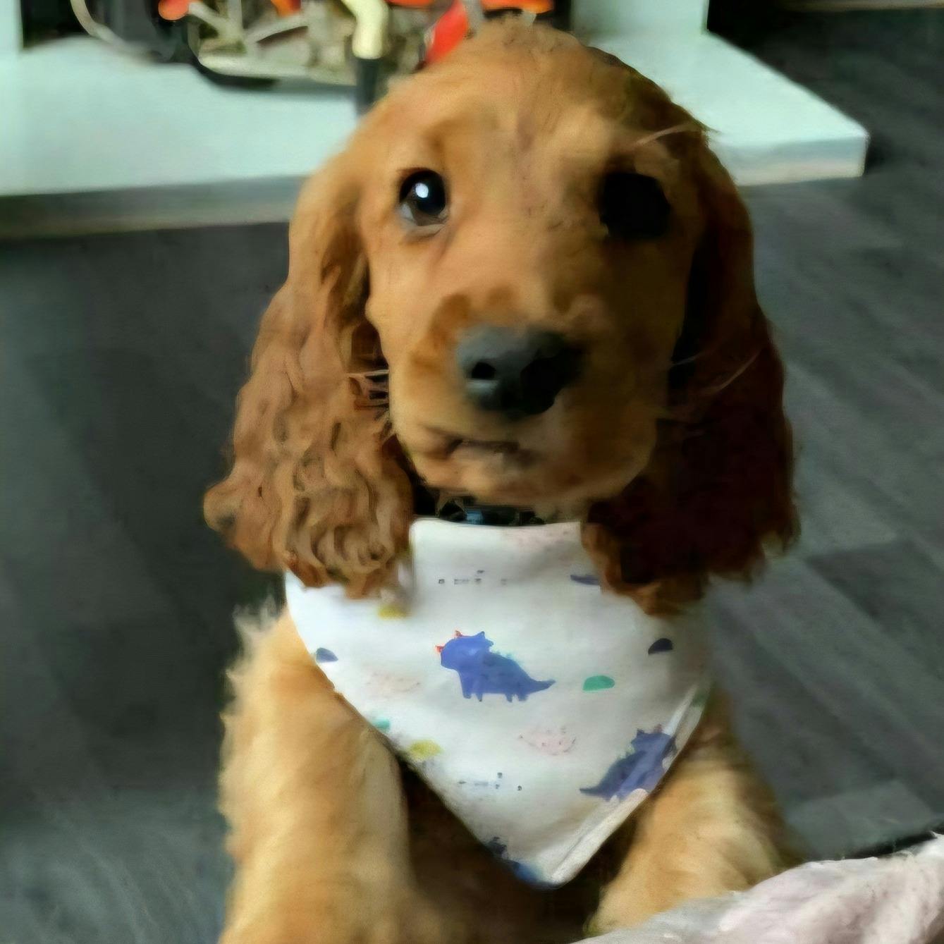 En cocker spaniel ved navn Bailey er blevet fjernet fra det hårde fængsel i Nordirland, hvor hunden var indsat som terapi- og støttehund for de hårdkogte indsatte. Flere havde forinden klaget over, at hunden havde det rigtig skidt.