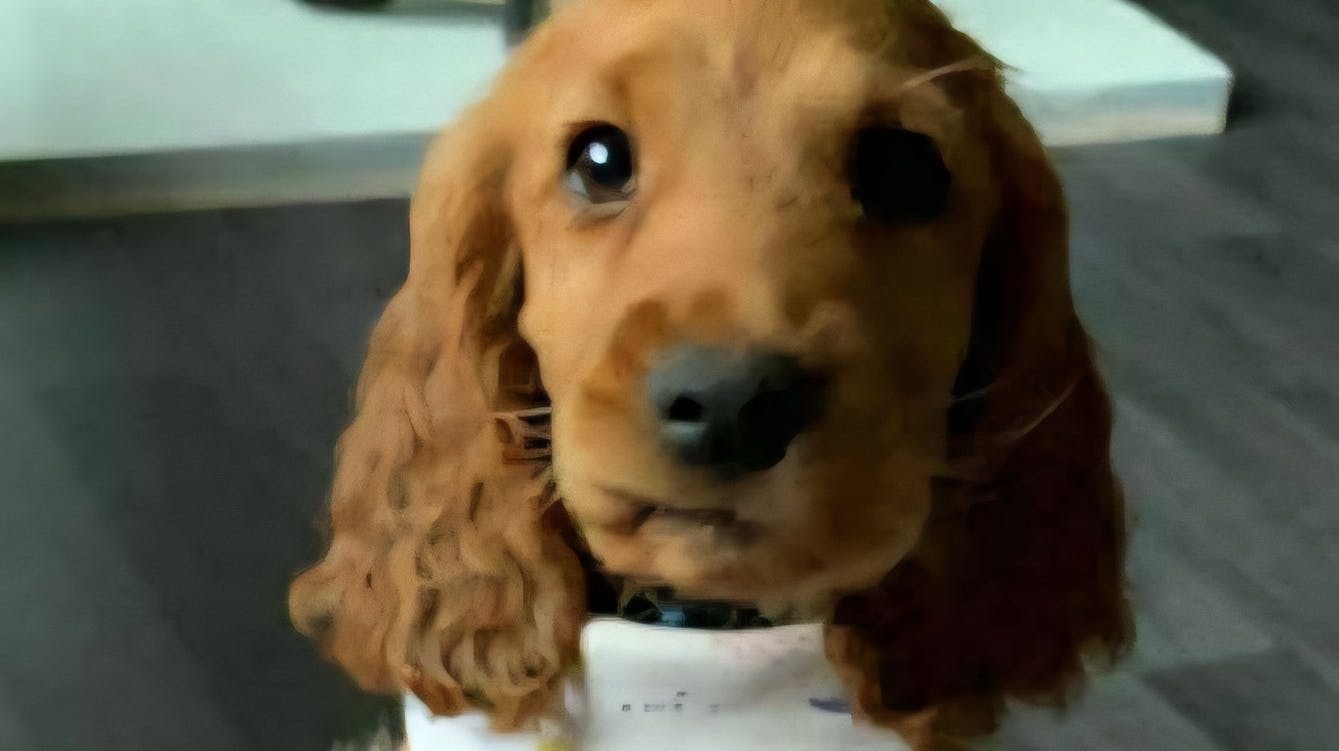 En cocker spaniel ved navn Bailey er blevet fjernet fra det hårde fængsel i Nordirland, hvor hunden var indsat som terapi- og støttehund for de hårdkogte indsatte. Flere havde forinden klaget over, at hunden havde det rigtig skidt.