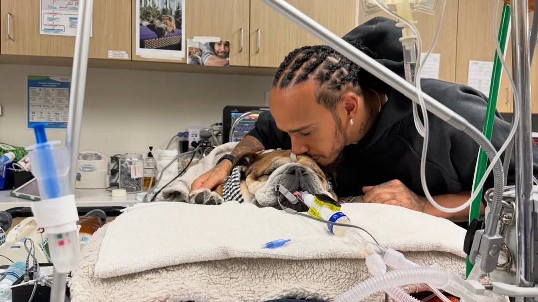 Lewis Hamiltons hund, Roscoe, kæmper for livet i disse dage.
