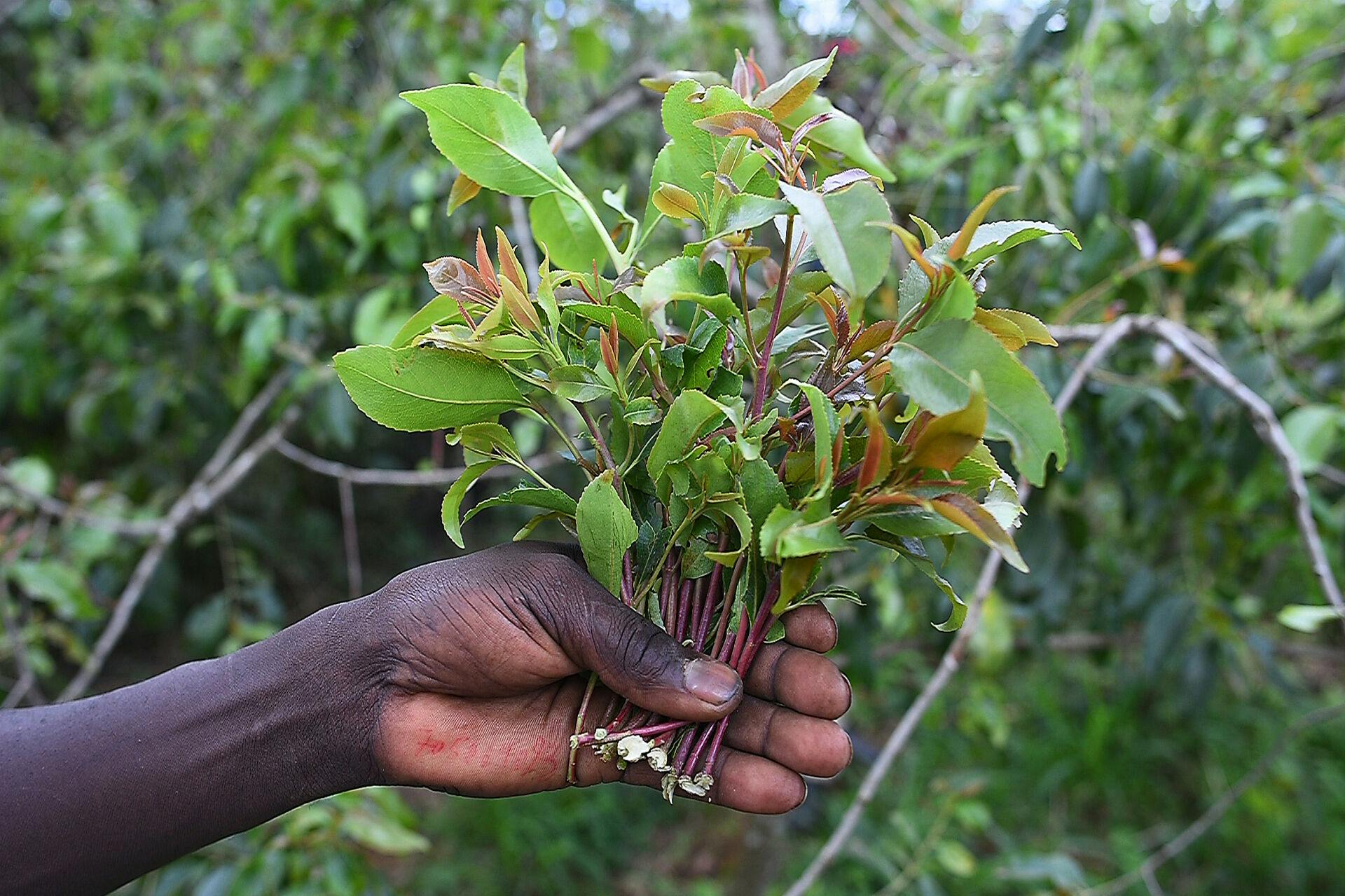 Khat er et euforiserende stof, der primært bruges på det afrikanske kontinent - til tider dukker det dog også op herhjemme.