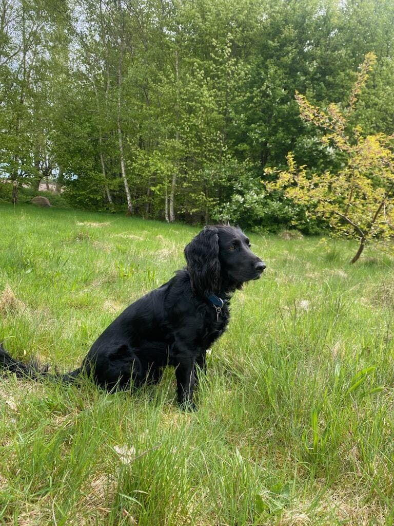 Hunden Milo er efterlyst, efter hunden sad på bagsædet af en stjålet bil.