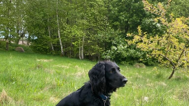 Hunden Milo er efterlyst, efter hunden sad på bagsædet af en stjålet bil.
