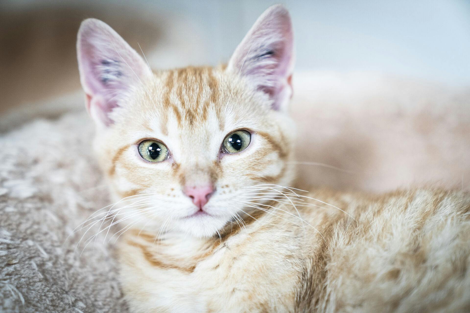 Katten på billedet har ikke noget med sagen at gøre og har - så vidt SE og HØR er orienteret - ikke været i fare.