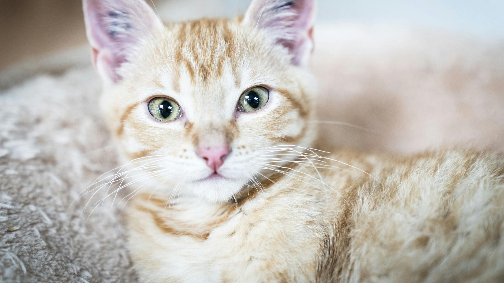 Katten på billedet har ikke noget med sagen at gøre og har - så vidt SE og HØR er orienteret - ikke været i fare.