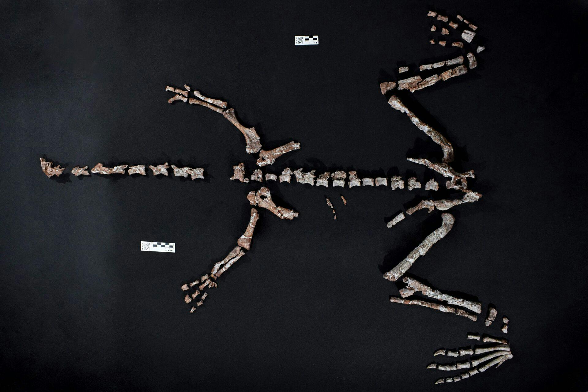 Det er et fuldendt sæt knogler fra den langhalsede dinosaur Huayracursor Jaguensis, som forskerne har fundet.
