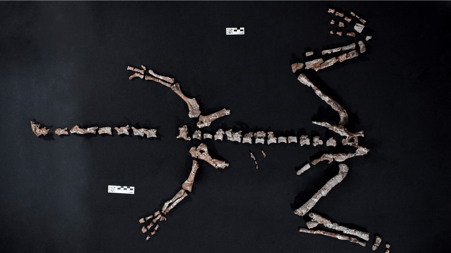 Det er et fuldendt sæt knogler fra den langhalsede dinosaur Huayracursor Jaguensis, som forskerne har fundet.
