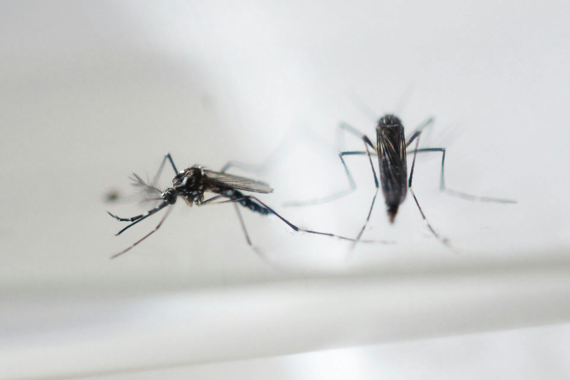 Brasilien forbinder vanskabte babykranier med zikavirusBrasilien ser en forbindelse med over 500 tilfælde af microcephali og zikavirus.Se RB 20.03 17.02.2016. RB PLUS Kamp mod zika præges af vild rygtestrøm- - ARKIVFOTO 2016 af Aedes aegypti myg- - Se RB 17/2 2016 08.24. Udbredelsen af zikavirus har skabt frit slag for forskellige konspirationsteorier i Brasilien. (Foto: Marvin RECINOS/Scanpix 2016)