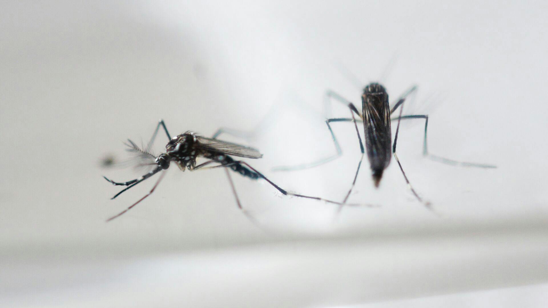 Brasilien forbinder vanskabte babykranier med zikavirusBrasilien ser en forbindelse med over 500 tilfælde af microcephali og zikavirus.Se RB 20.03 17.02.2016. RB PLUS Kamp mod zika præges af vild rygtestrøm- - ARKIVFOTO 2016 af Aedes aegypti myg- - Se RB 17/2 2016 08.24. Udbredelsen af zikavirus har skabt frit slag for forskellige konspirationsteorier i Brasilien. (Foto: Marvin RECINOS/Scanpix 2016)