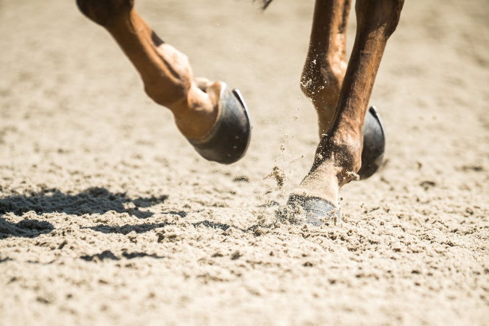 En prominent herre i ridesporten er anklaget for grooming og blufærdighedskrænkelser af unge ryttere. Manden nægter sig skyldig. (Arkivfoto). - Foto: Lukas Schulze/Ritzau Scanpix