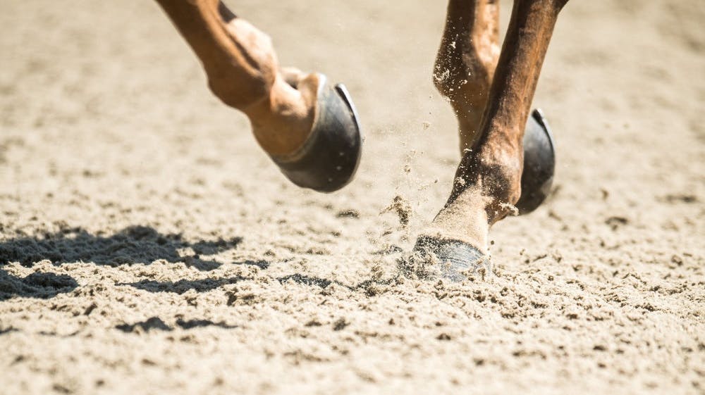 En prominent herre i ridesporten er anklaget for grooming og blufærdighedskrænkelser af unge ryttere. Manden nægter sig skyldig. (Arkivfoto). - Foto: Lukas Schulze/Ritzau Scanpix