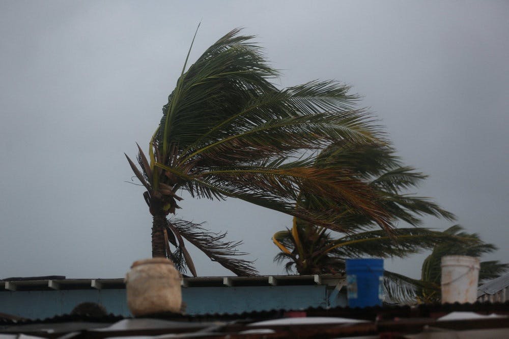 Billede fra byen Hellshire i Jamaica, hvor palmetræer søndag kunne ses bøje sig i vinden forud for orkanen Melissas ankomst til landet. - Foto: Octavio Jones/Reuters