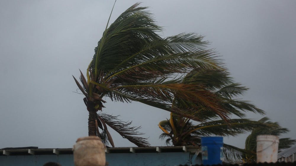 Billede fra byen Hellshire i Jamaica, hvor palmetræer søndag kunne ses bøje sig i vinden forud for orkanen Melissas ankomst til landet. - Foto: Octavio Jones/Reuters