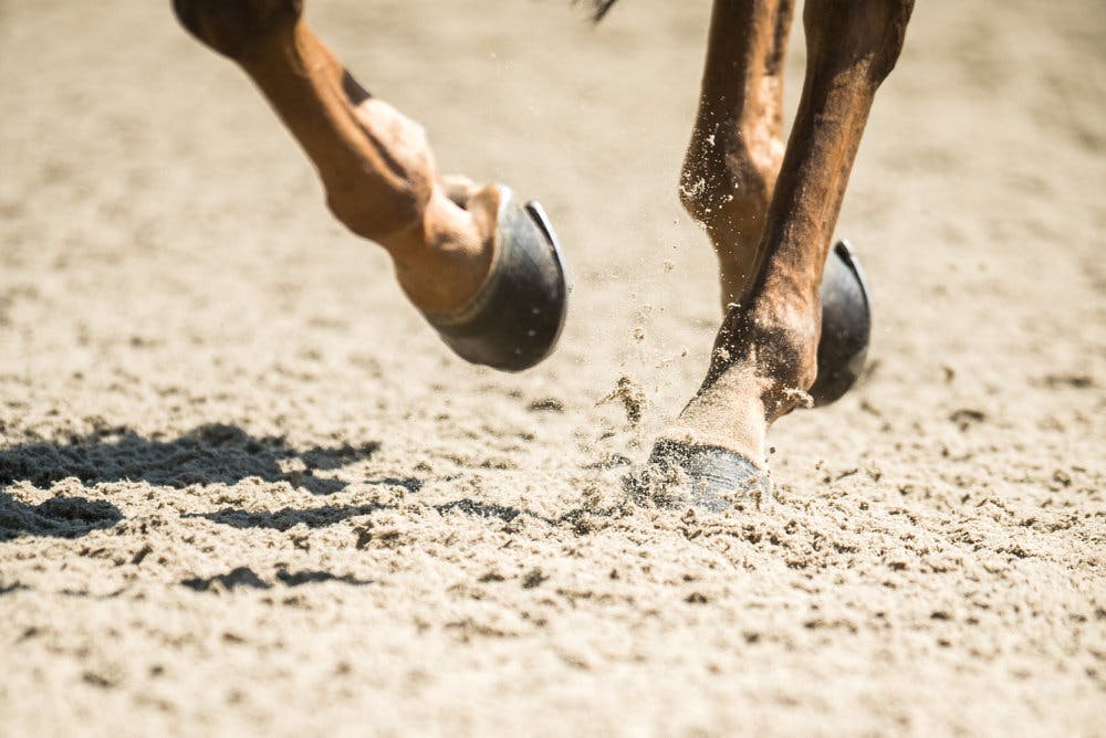 Han er en prominent herre inden for dansk ridesport - nu er han dømt i en ulækker sag om grooming af helt unge piger samt flere blufærdighedskrænkelser.