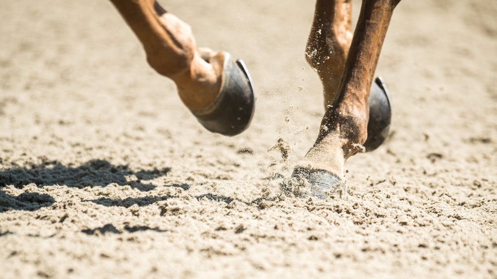 Han er en prominent herre inden for dansk ridesport - nu er han dømt i en ulækker sag om grooming af helt unge piger samt flere blufærdighedskrænkelser.