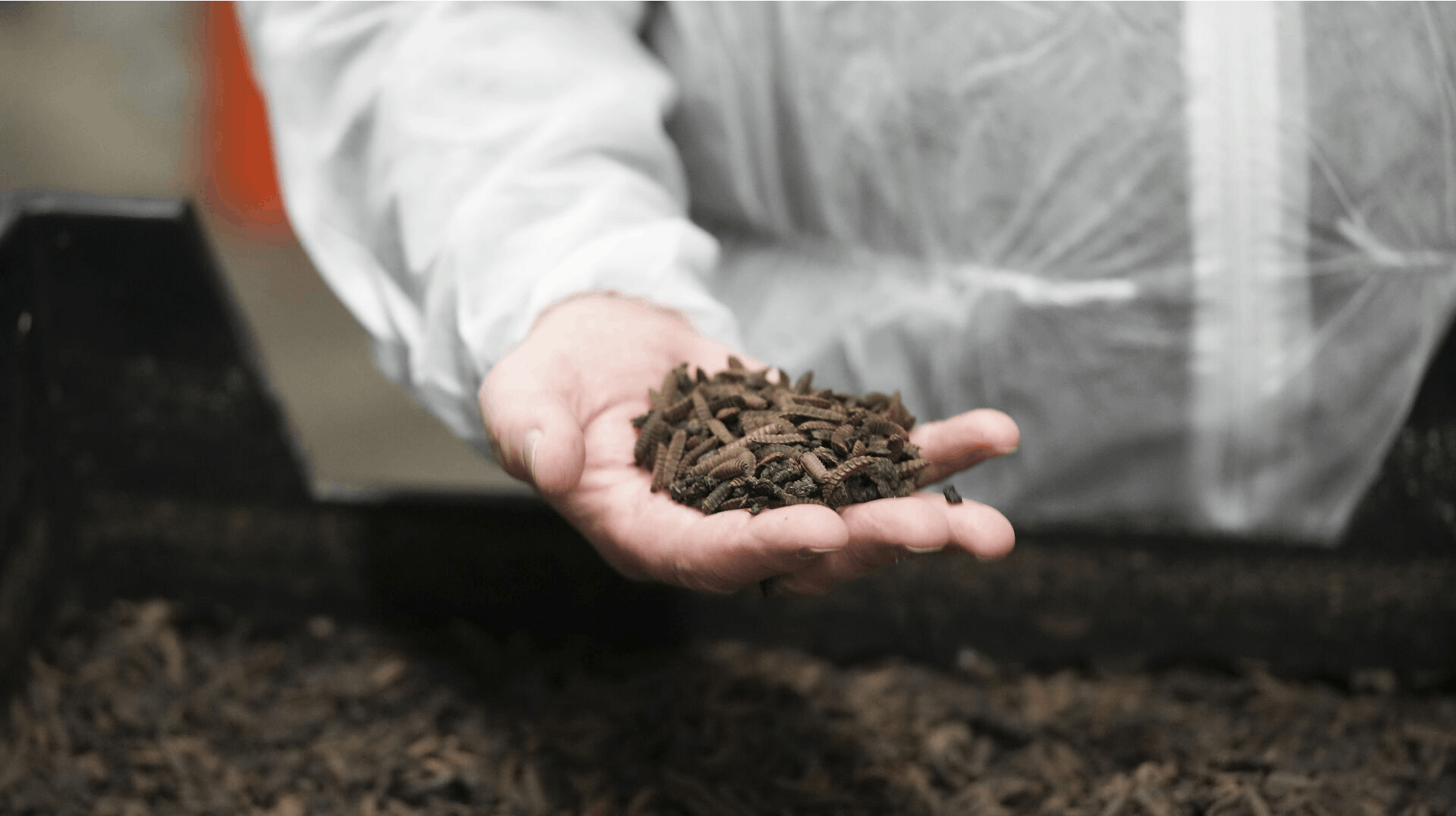 Her er produktet - larver, der bliver til insekter - som det ikke lykkedes at lave en forretning ud af, selvom der blev produceret 100 ton om dagen.