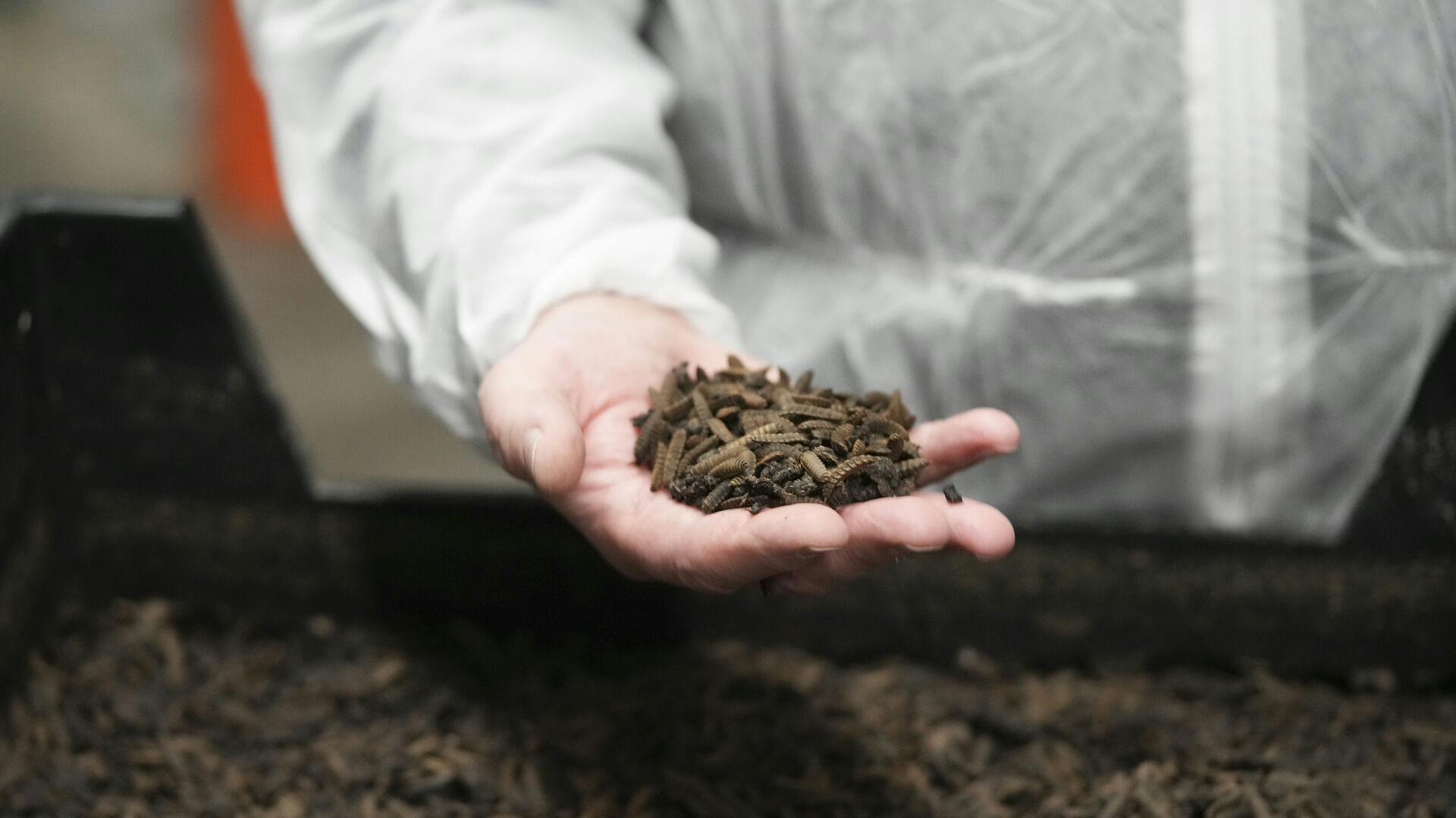 Her er produktet - larver, der bliver til insekter - som det ikke lykkedes at lave en forretning ud af, selvom der blev produceret 100 ton om dagen.