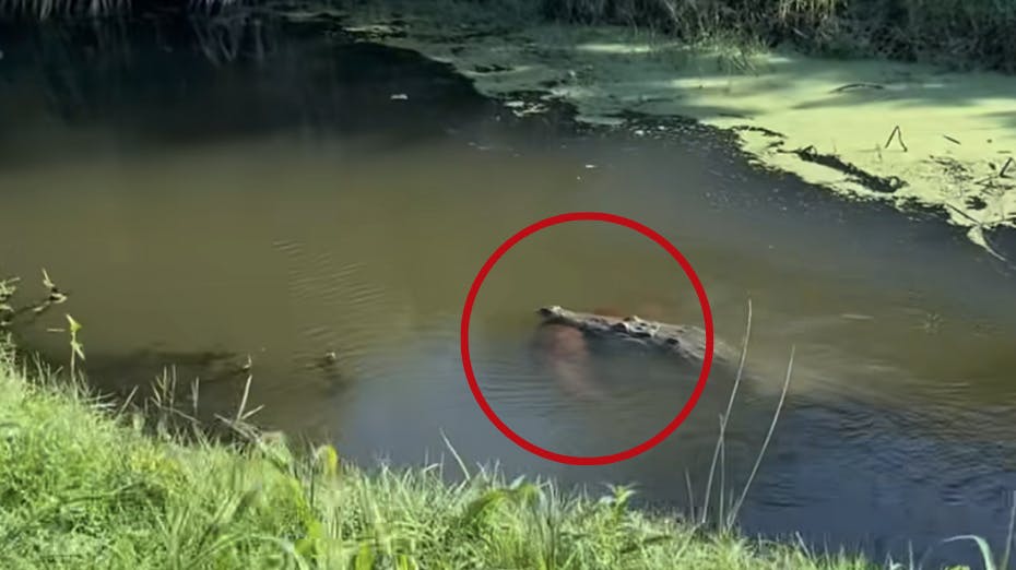 Dette hjerteskærende billede viser øjeblikket, hvor en stor krokodille svømmer afsted med en golden retriever-lignende hund i Florida.