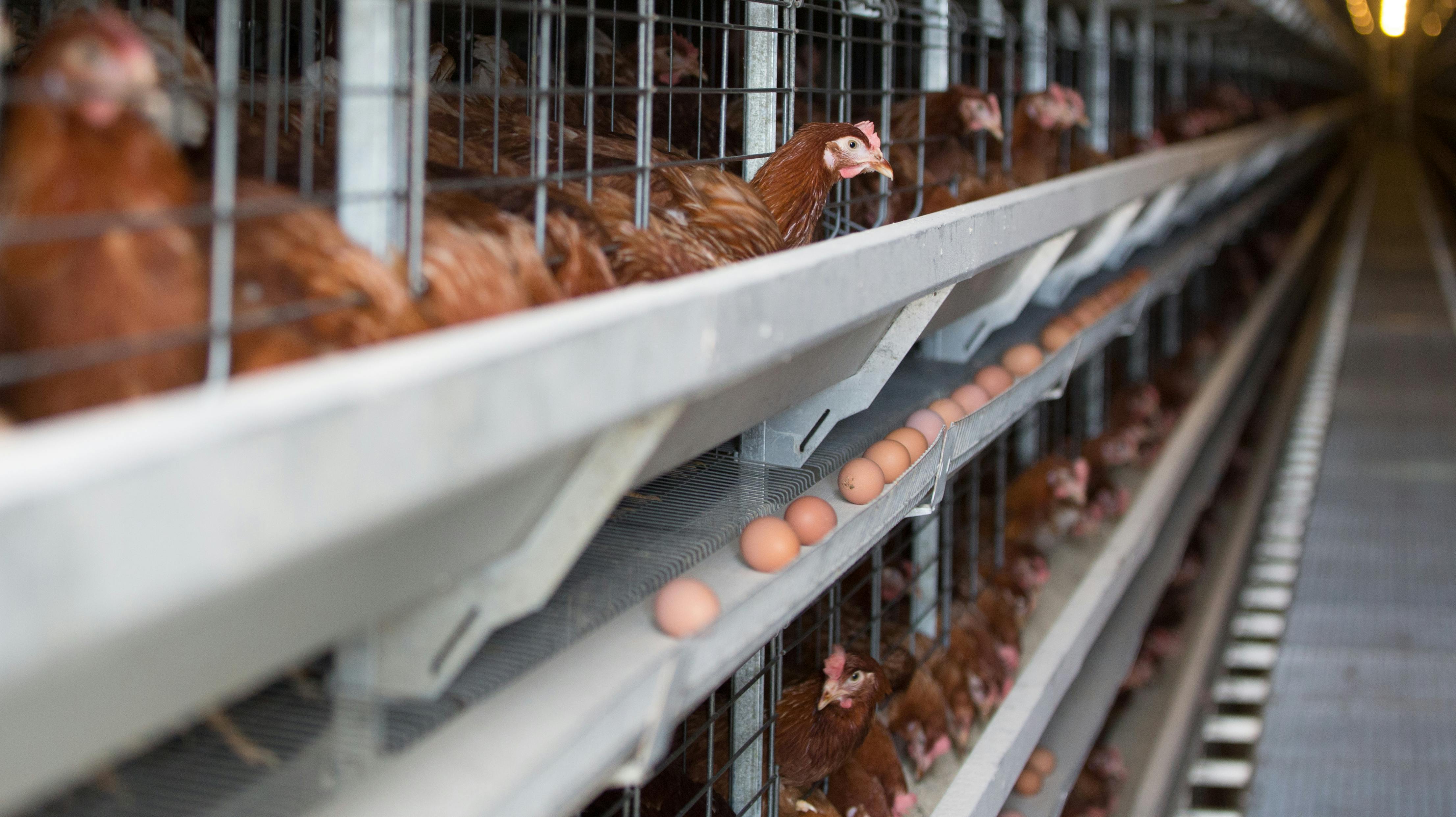 Frygten for fugleinfluenza får nu Spanien til at beordre alt fjerkræ inden døre. Fra 10. november skal høns, ænder og andet opdræt holdes indendørs i risikoområder, efter et usædvanligt højt antal smittetilfælde i Europa denne efterårssæson.