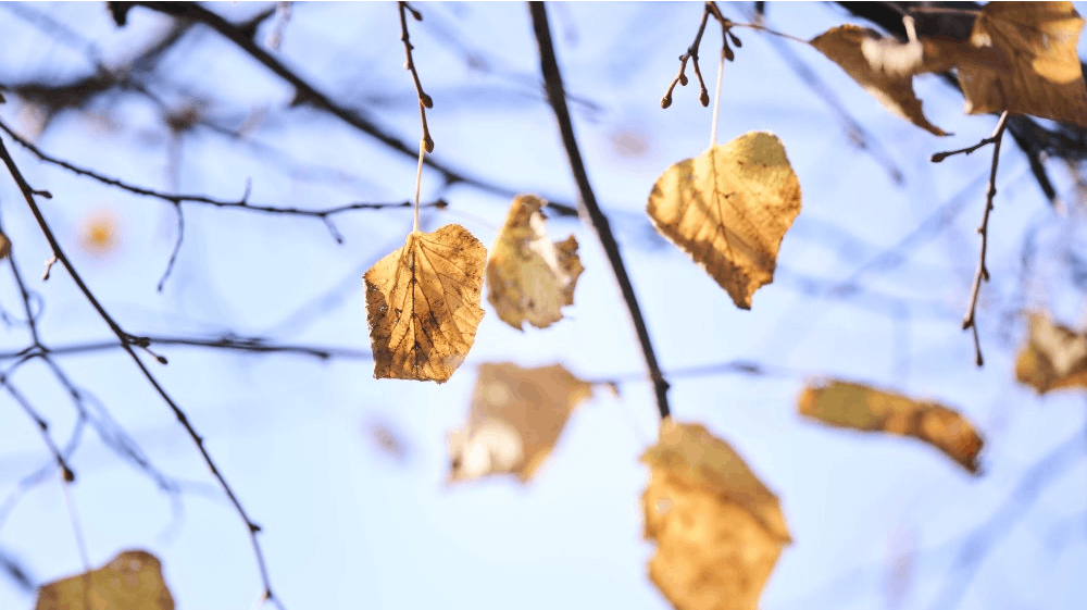 Vejret holder sig tørt det meste af weekenden. Det bliver dog skyet det meste af tiden med undtagelse af på Bornholm, der får solskinsvejr både fredag og lørdag. (Arkivfoto). - Foto: Thomas Traasdahl/Ritzau Scanpix