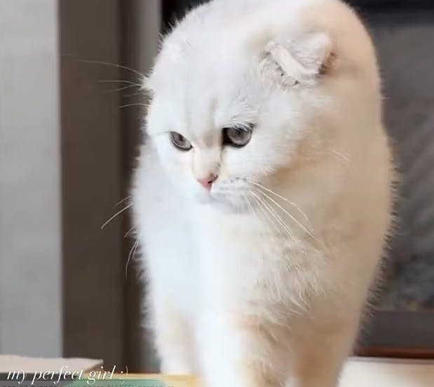 Kylie Jenner fortæller ikke, hvad katten hedder.