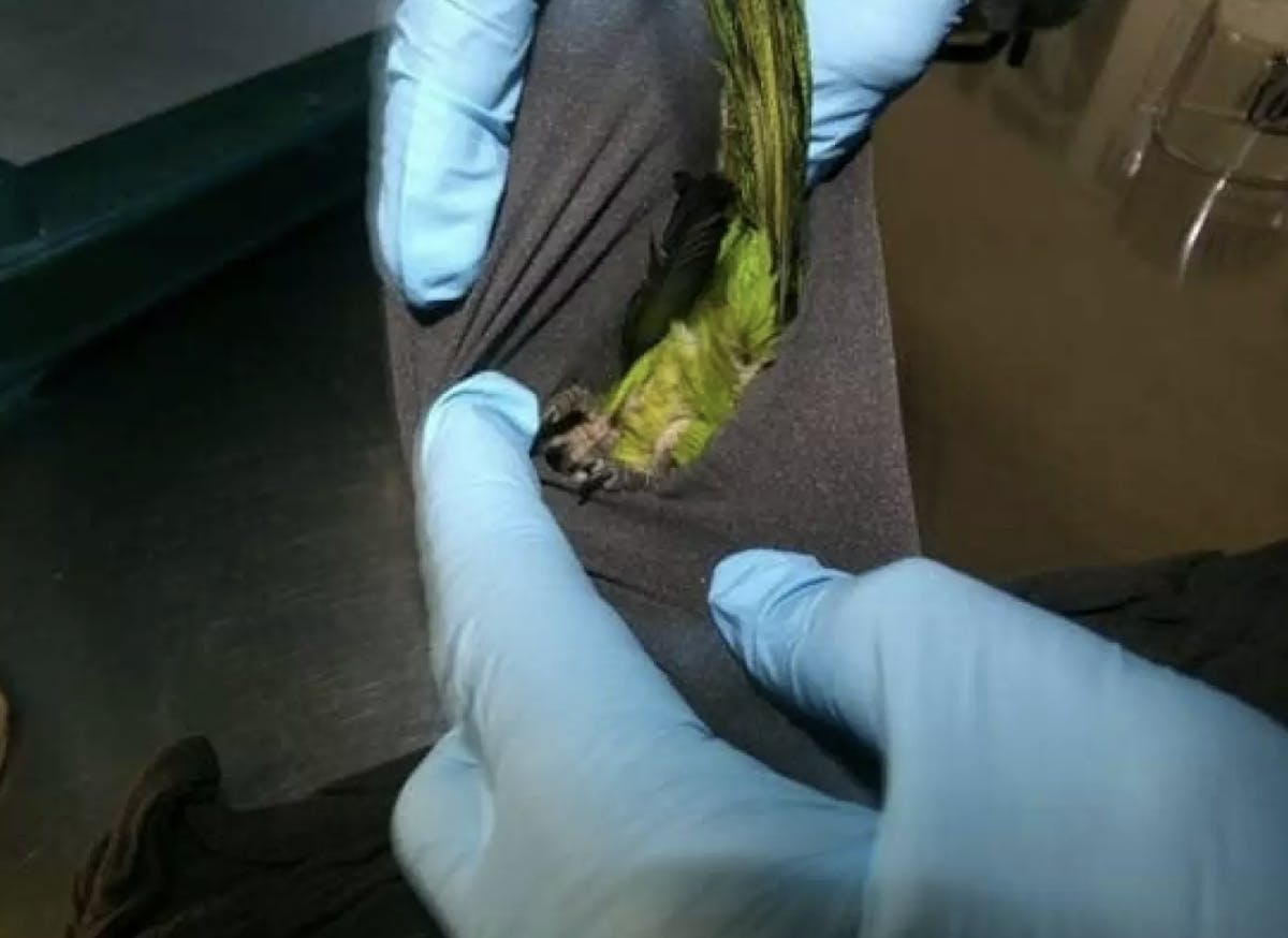 Sådan så "fugleposen" ud.