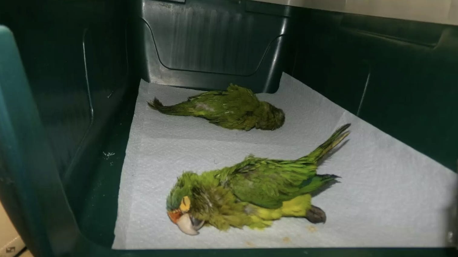 Fuglene så ikke vildt friske ud efter turen i mandens underbukser.