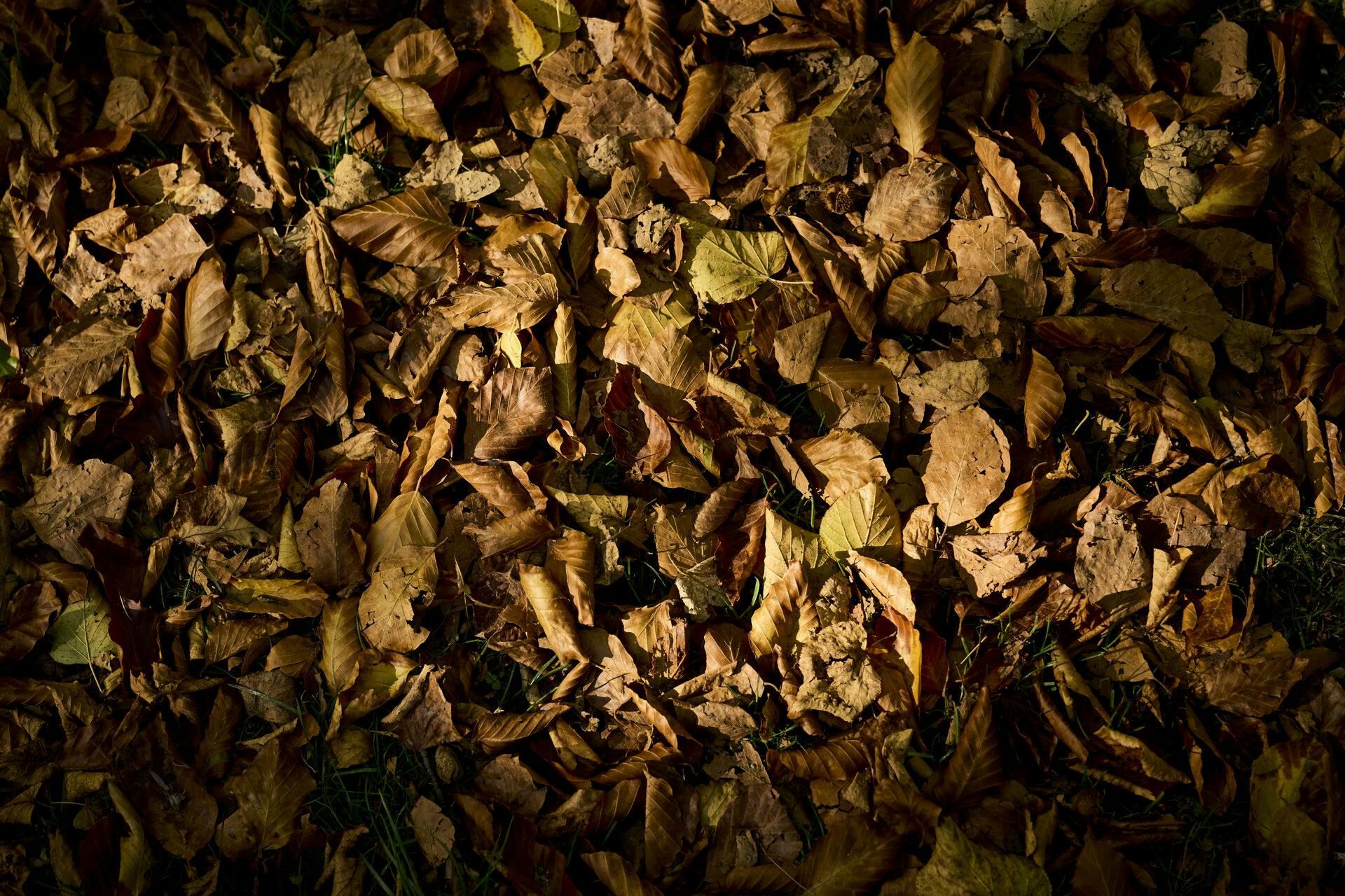 Babyen blev fundet bag en bunke blade.