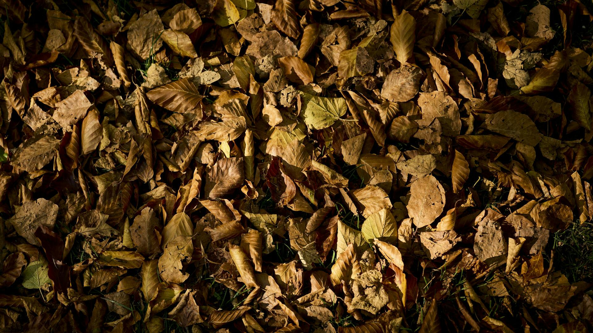 Babyen blev fundet bag en bunke blade.