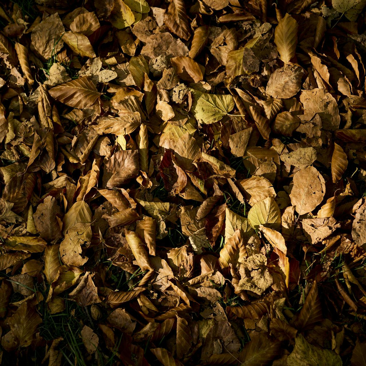 Babyen blev fundet bag en bunke blade.