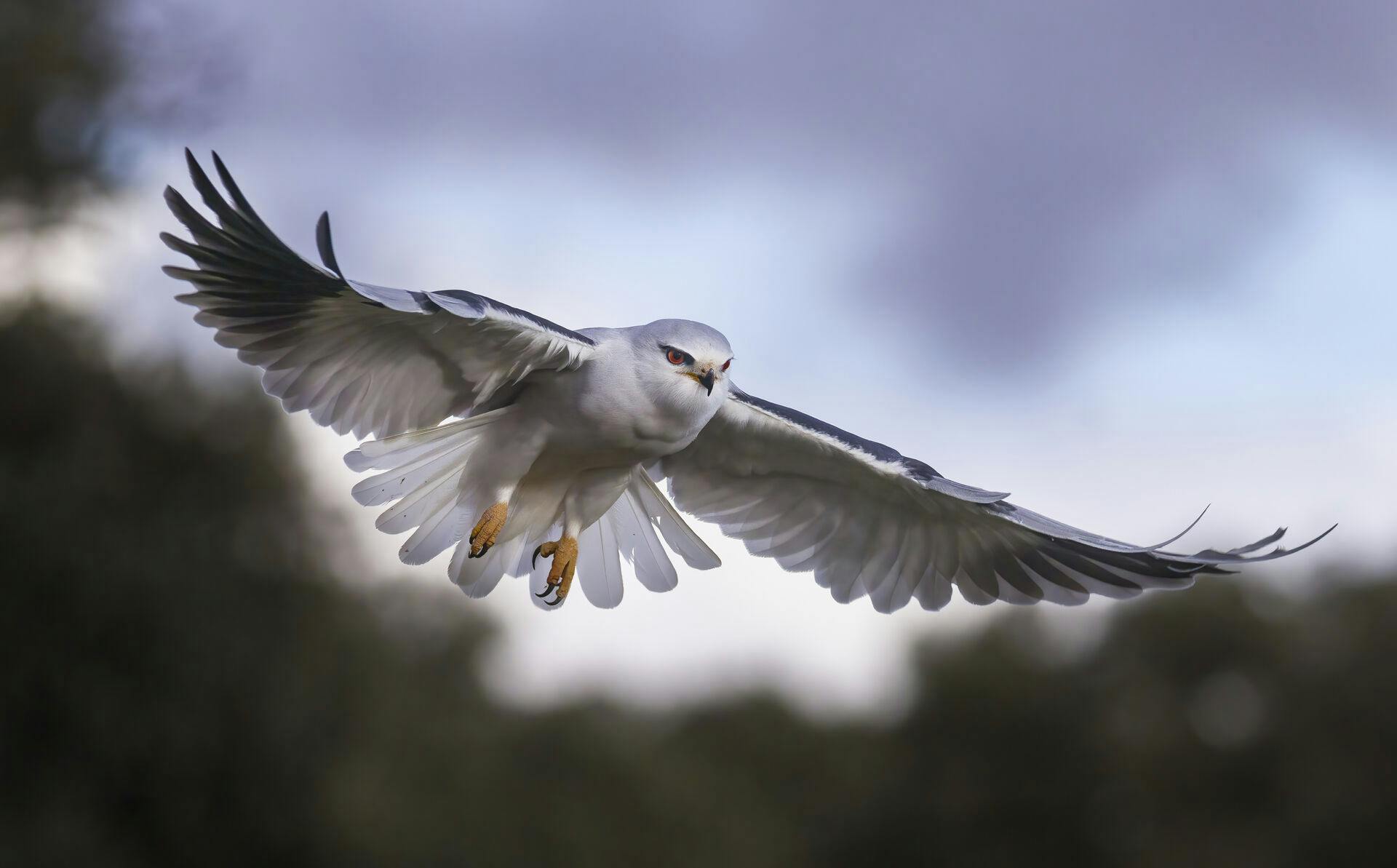 Flying black-winged Kite (Elanus caeruleus), Salamanca, Castilla y León, Spain (Mario Cea / VWPics via AP Images)