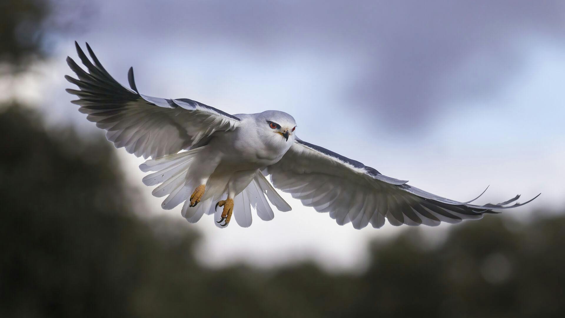 Flying black-winged Kite (Elanus caeruleus), Salamanca, Castilla y León, Spain (Mario Cea / VWPics via AP Images)