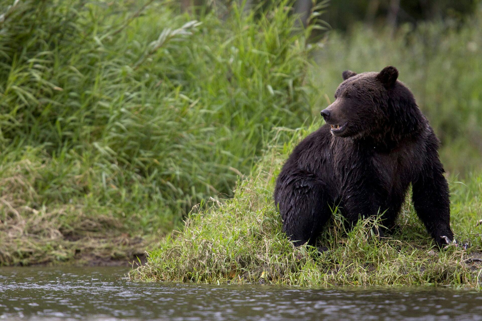 A grizzly bear is seen fishing along a river in Tweedsmuir Provincial Park near Bella Coola, B.C. Friday, Sept 10, 2010. A new study says the British Columbia government doesn't know how many grizzly bears remain in the province - and is risking their survival by continuing to allow a commercial hunt for the bruins. (AP Photo/The Canadian Press, Jonathan Hayward)