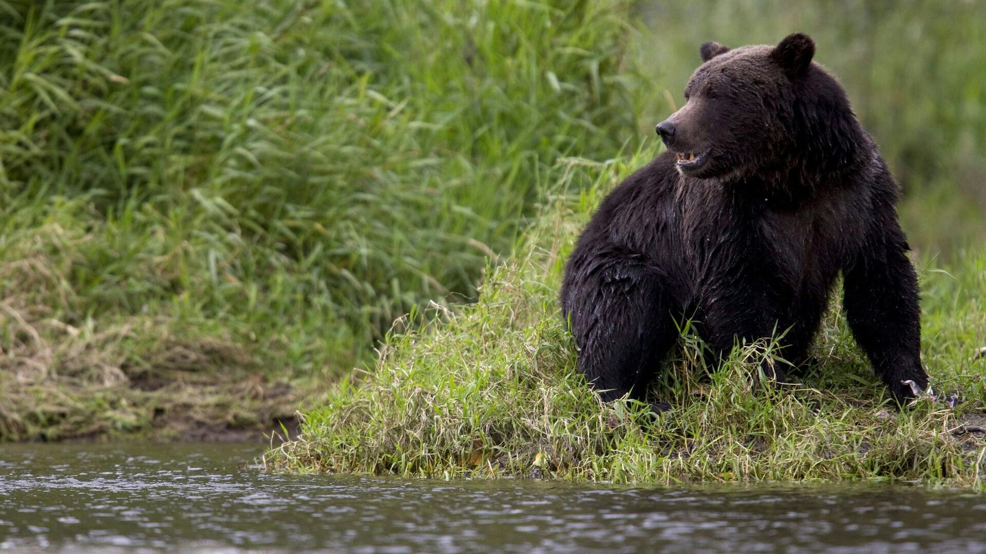 A grizzly bear is seen fishing along a river in Tweedsmuir Provincial Park near Bella Coola, B.C. Friday, Sept 10, 2010. A new study says the British Columbia government doesn't know how many grizzly bears remain in the province - and is risking their survival by continuing to allow a commercial hunt for the bruins. (AP Photo/The Canadian Press, Jonathan Hayward)