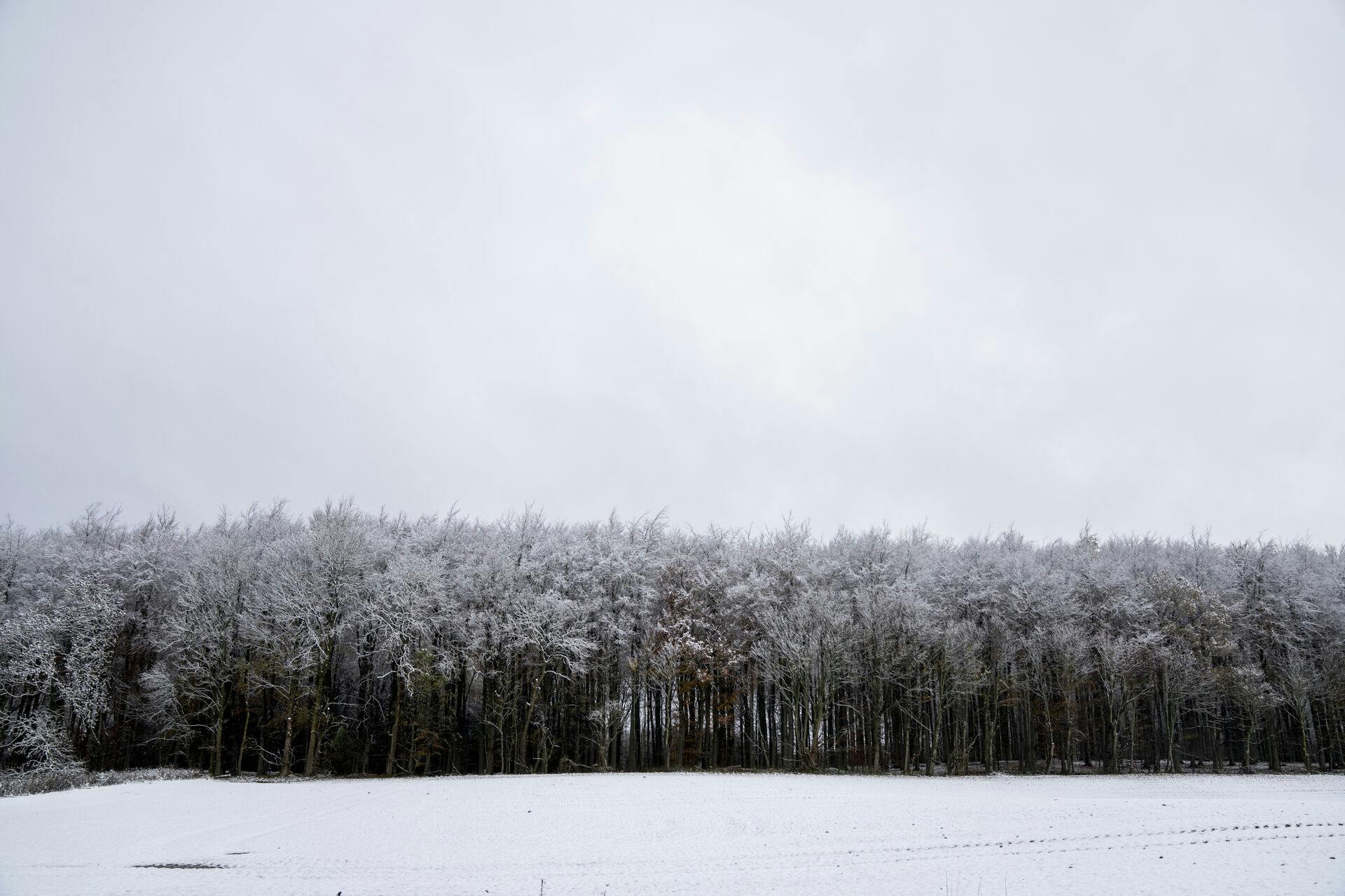 Snedækket landskab ved Næstved, torsdag den 20. november 2025. (Foto: Ida Marie Odgaard/Scanpix 2025)