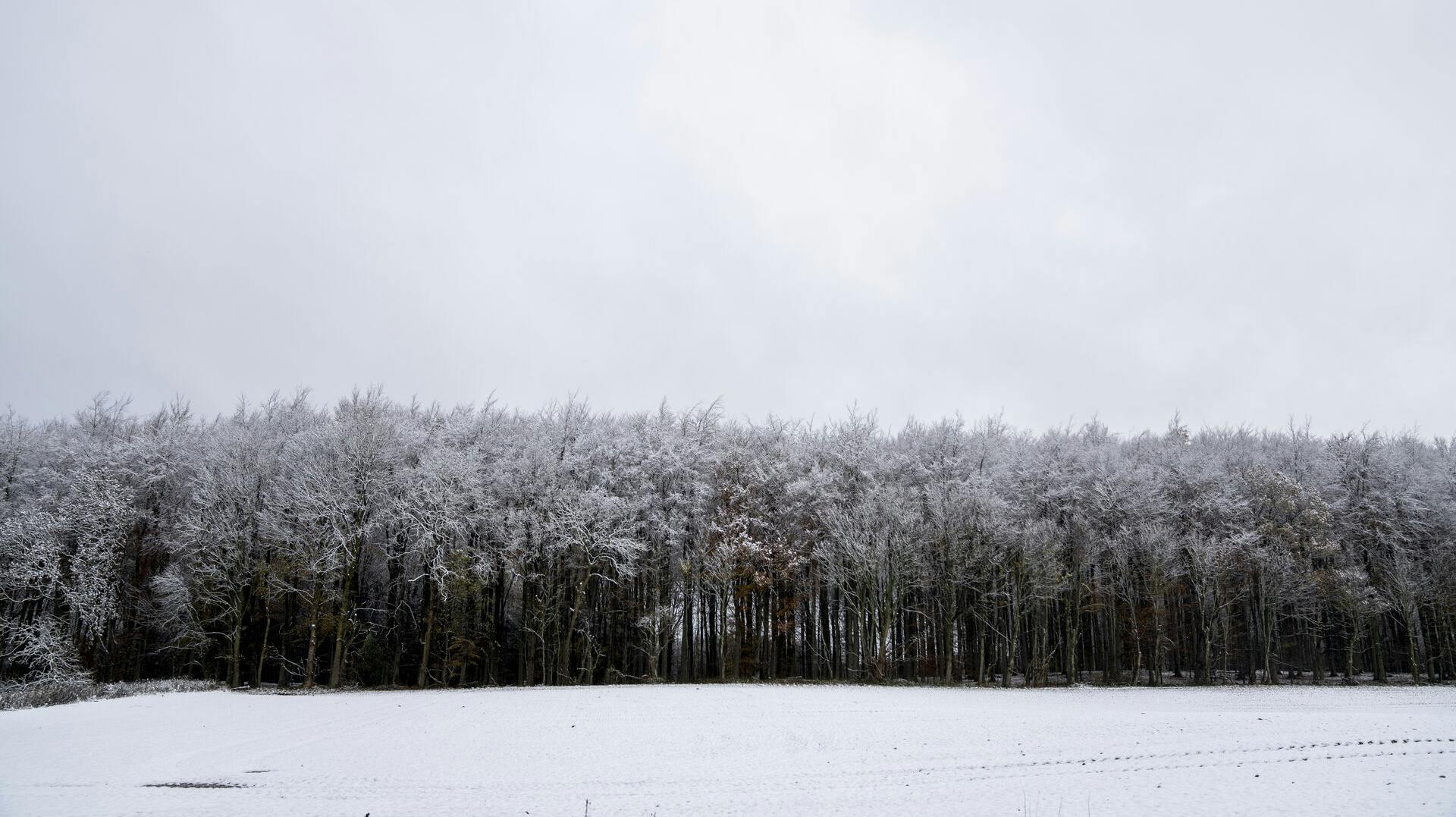 Snedækket landskab ved Næstved, torsdag den 20. november 2025. (Foto: Ida Marie Odgaard/Scanpix 2025)
