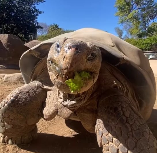 Gramma blev 141 år.&nbsp;