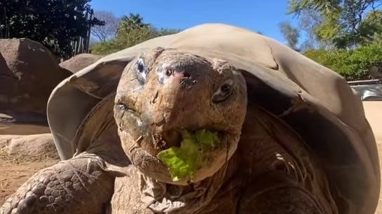 Gramma blev 141 år. 